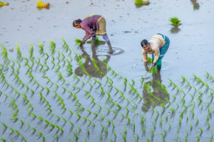 Indian women field workers working together on rice field Indian women field workers working together on rice field